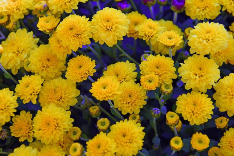 yellow-chrysanthemum-3767563_1920
